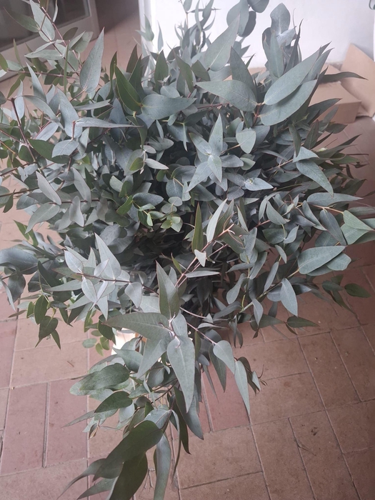 EUC CINEREA PB SELVATICO WILD